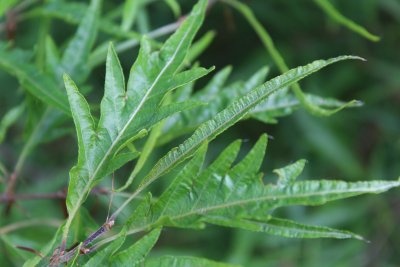 Fagus sylvatica 'Mercedes' - buk lesní - jarní listy